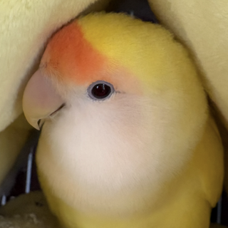 黄色の元気なコザクラインコちゃん