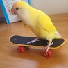 黄色の元気なコザクラインコちゃん サムネイル4