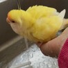 黄色の元気なコザクラインコちゃん サムネイル5
