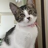 小豆色の肉球がcute♡あずきちゃん サムネイル2