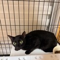 お目目パッチリ✨慣れるとデレる黒猫ぴーちゃん