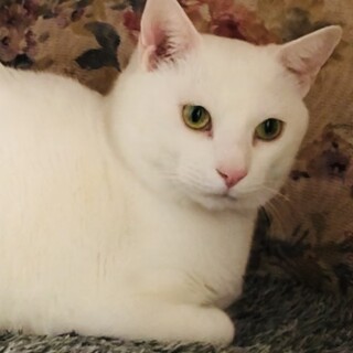 寝姿に「ほっこり」の保護猫しろくん　里親募集