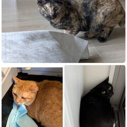 あんずちゃん・ちゃいろちゃん・いぶき君の通院報告