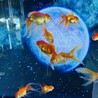まろちあ