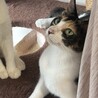 1歳の美三毛猫ママ★ゴロスリ甘えん坊 サムネイル2