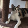 1歳の美三毛猫ママ★ゴロスリ甘えん坊 サムネイル3