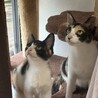 1歳の美三毛猫ママ★ゴロスリ甘えん坊