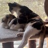 1歳の美三毛猫ママ★ゴロスリ甘えん坊 サムネイル5