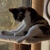1歳の美三毛猫ママ★ゴロスリ甘えん坊 サムネイル7