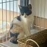 49ヶ月三毛子猫★賢い美子猫 サムネイル3