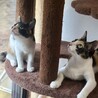 49ヶ月三毛子猫★賢い美子猫 サムネイル4