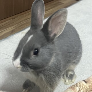 わんぱくで人懐っこいウサギのひじき
