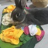 わんぱくで人懐っこいウサギのひじき サムネイル2