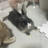 わんぱくで人懐っこいウサギのひじき サムネイル3