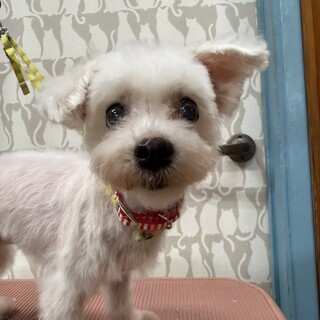 岐阜市　マルチーズ　犬と猫みんなで暮らしていた子