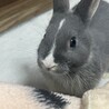 わんぱくで人懐っこいウサギのひじき サムネイル4