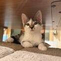 廃業した牛舎でで保護した生後2ヶ月半の子猫③