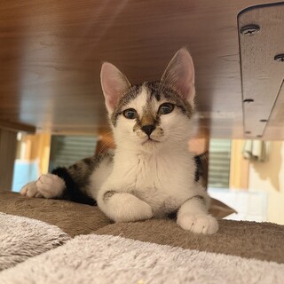 廃業した牛舎でで保護した生後2ヶ月半の子猫③