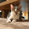 廃業した牛舎でで保護した生後2ヶ月半の子猫③ サムネイル3