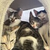 廃業した牛舎でで保護した生後2ヶ月半の子猫③ サムネイル4