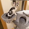 廃業した牛舎でで保護した生後2ヶ月半の子猫③ サムネイル5