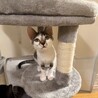 廃業した牛舎でで保護した生後2ヶ月半の子猫③ サムネイル2
