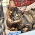 美人ちゃん！さび猫の「おこげちゃん」