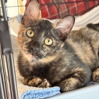 美人ちゃん！さび猫の「おこげちゃん」