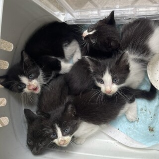 子猫白黒ハチワレ、黒猫5匹　里親募集中