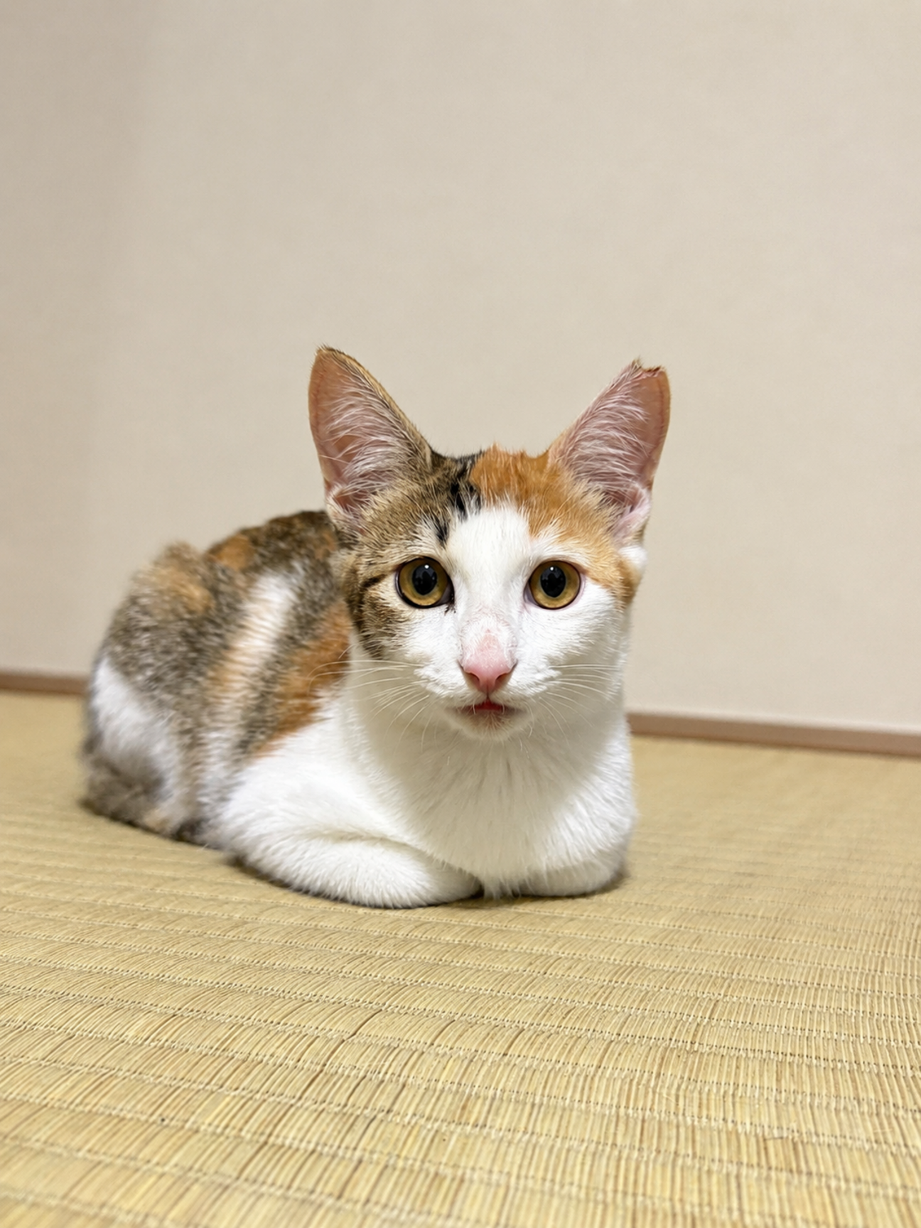 里親様募集♡送料込み。アプリコットちゃん。トップノット。 里親様募集♡送料込み。アプリコットちゃん。トップノット。 里親様