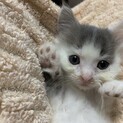 兄妹２匹　ブルーホワイト　ギジトラ