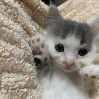 兄妹２匹　ブルーホワイト　ギジトラ