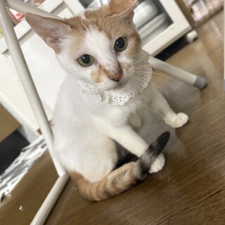 穏やかで懐っこい女の子