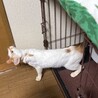 穏やかで懐っこい女の子