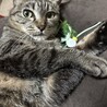 かわたあずき さん
