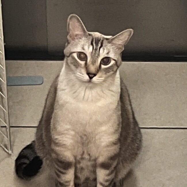 かわたあずきのカバー写真