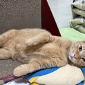人が大好き甘えん坊の茶トラメス5.6歳