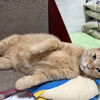 人が大好き甘えん坊の茶トラメス5.6歳