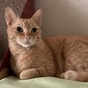 人が大好き甘えん坊の茶トラメス5.6歳 サムネイル2