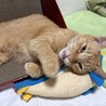 人が大好き甘えん坊の茶トラメス5.6歳 サムネイル3