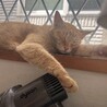 人が大好き甘えん坊の茶トラメス5.6歳 サムネイル4