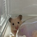 【里親募集】キンクマハムスター メス