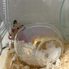 【里親募集】キンクマハムスター メス サムネイル2