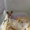 【里親募集】キンクマハムスター メス サムネイル3