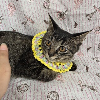 目が大きい美猫ちゃん♡らんらん♡