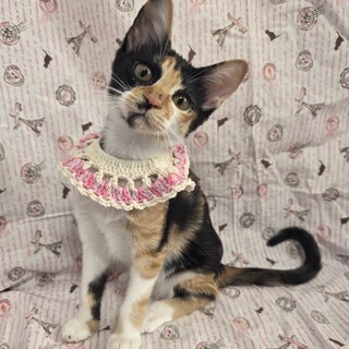 甘えん坊♡﻿でもオモチャは譲らない！メロディ♡