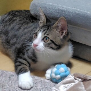 【非売品】三毛猫ホームズの足跡 PART 5 2114303_th320.jpg