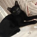 黒猫・目がクリクリ・生後４〜５ヶ月男の子
