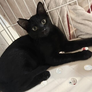 黒猫・目がクリクリ・生後４〜５ヶ月男の子