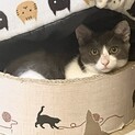白黒ハチワレ・マル顔・生後4〜５ヶ月男の子♪